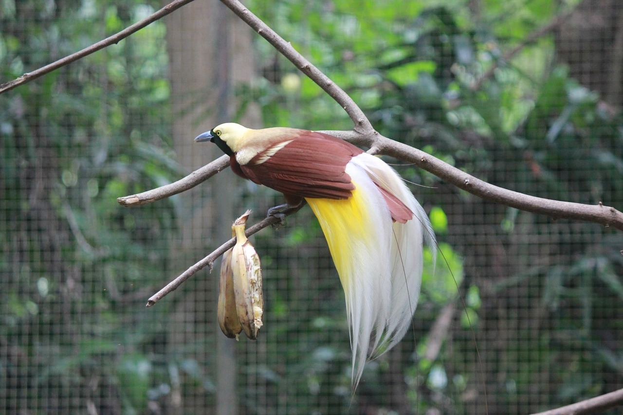 bird of paradise safari branches free photo