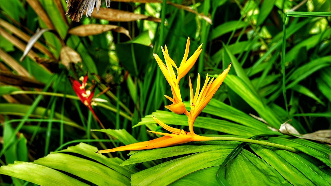bird of paradise flower tropical free photo