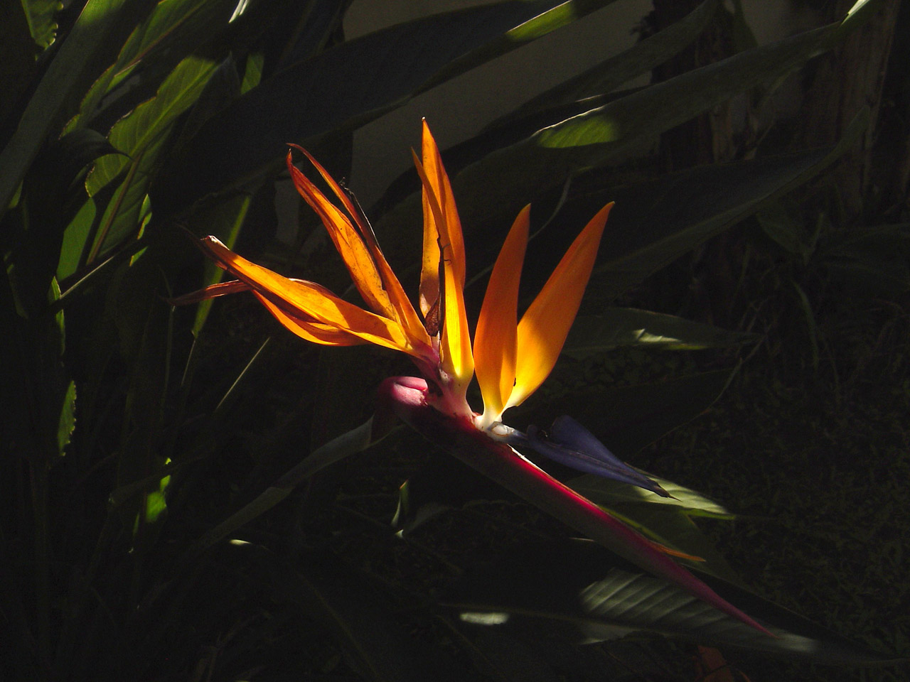 bird paradise bird of paradise 3 free photo