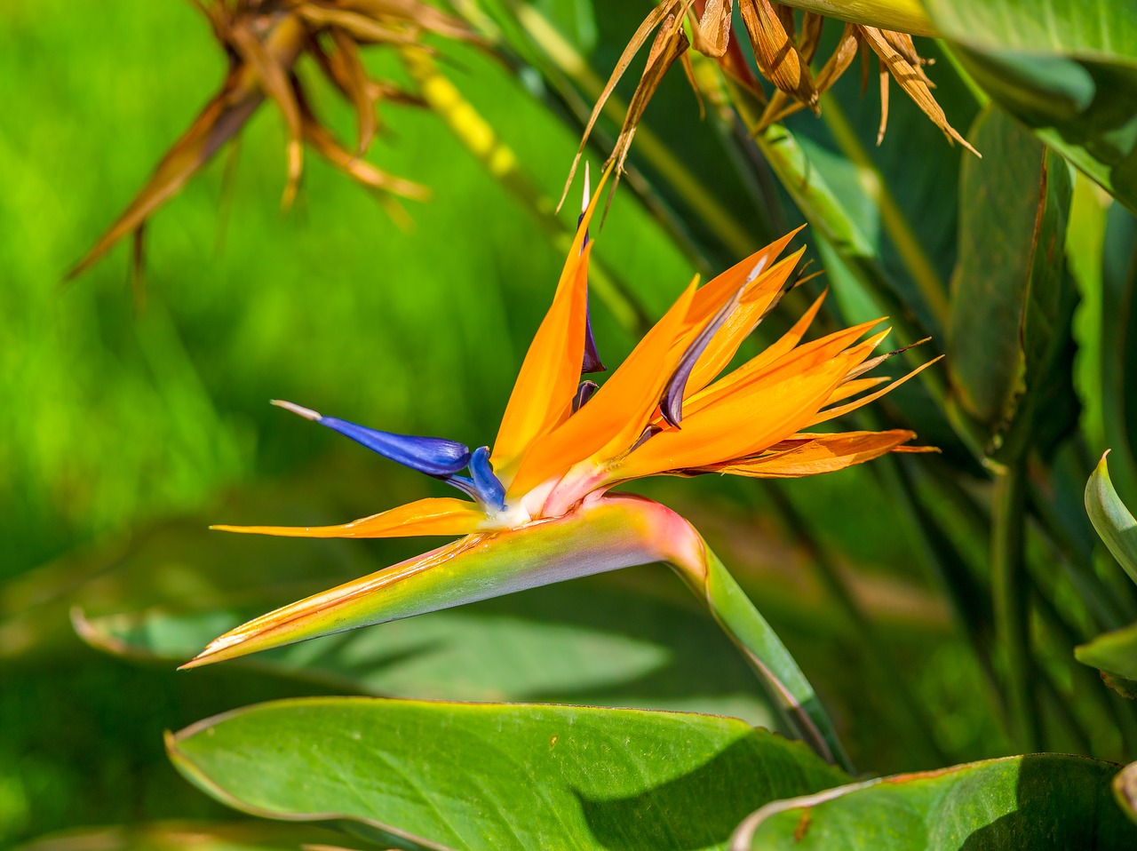 bird of paradise flower tropical free photo