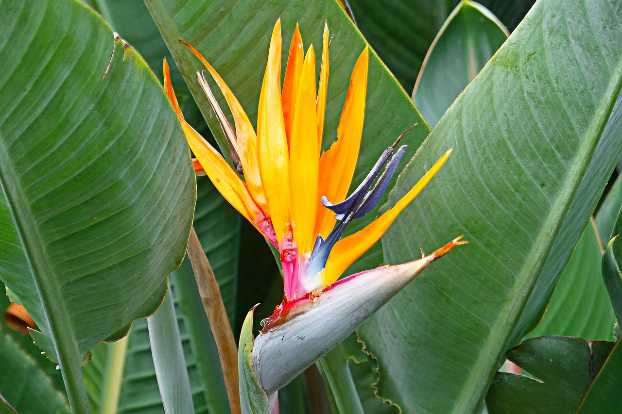bird of paradise flower tropical free photo