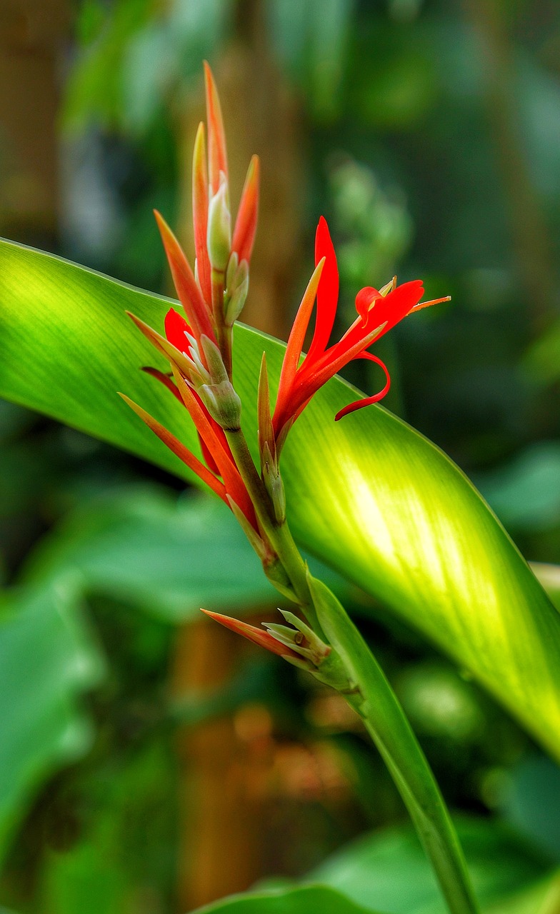 bird of paradise strelitzia flora free photo