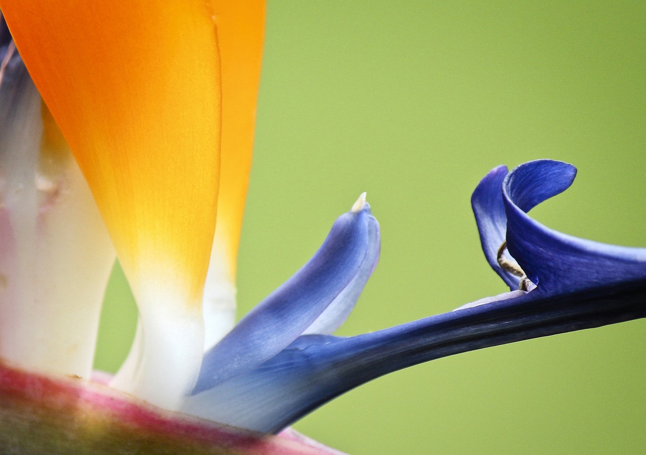 bird of paradise  flower  floral free photo