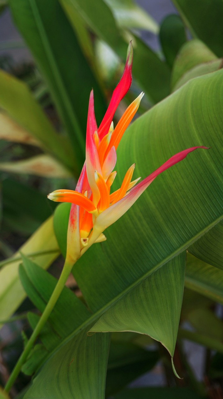 bird of paradise  flower  yellow free photo