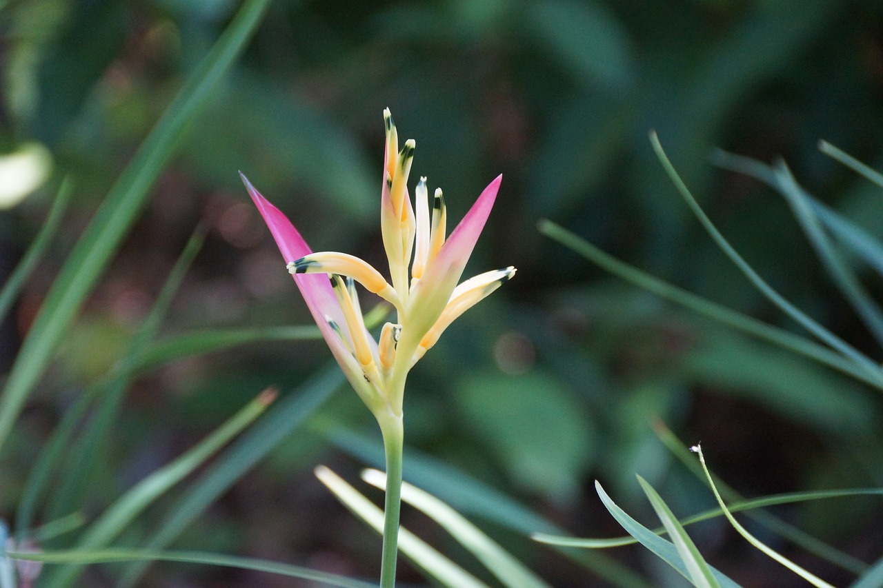 bird of paradise  tropical  flower free photo