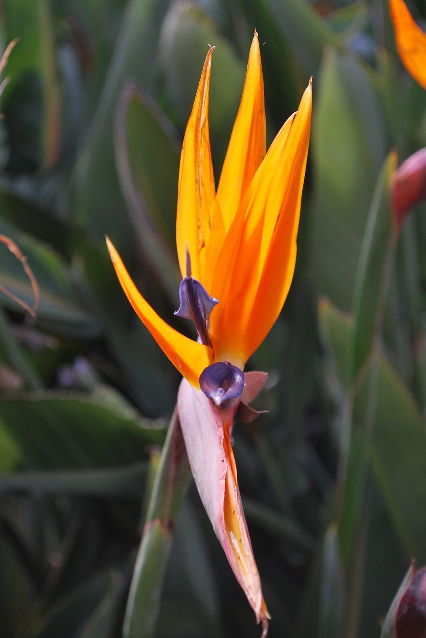 bird of paradise floral tropical free photo