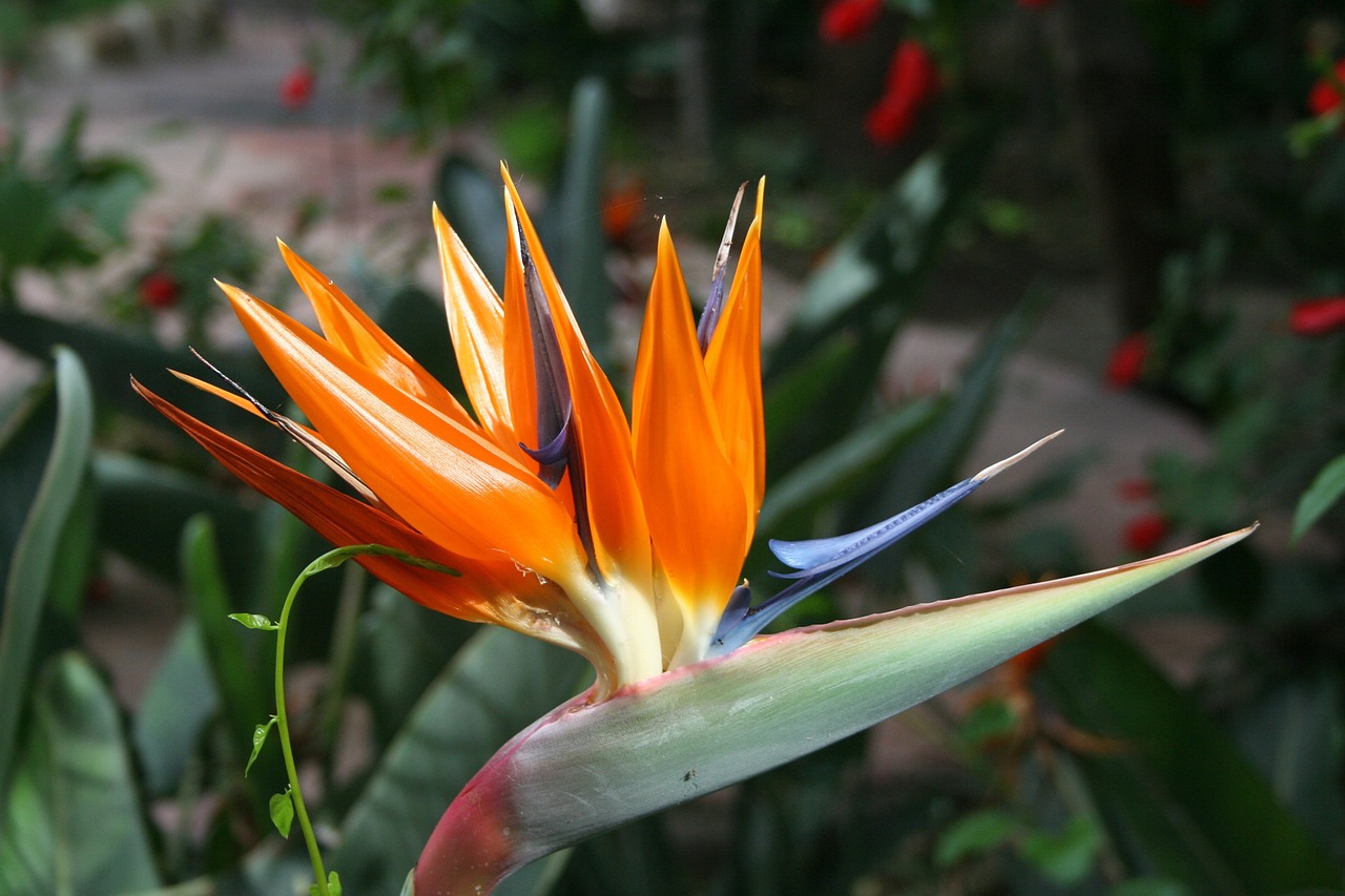 bird of paradise plants flowers free photo