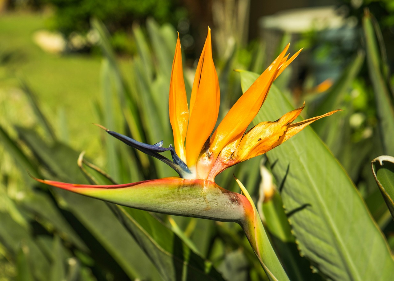 bird of paradise flower foliage free photo