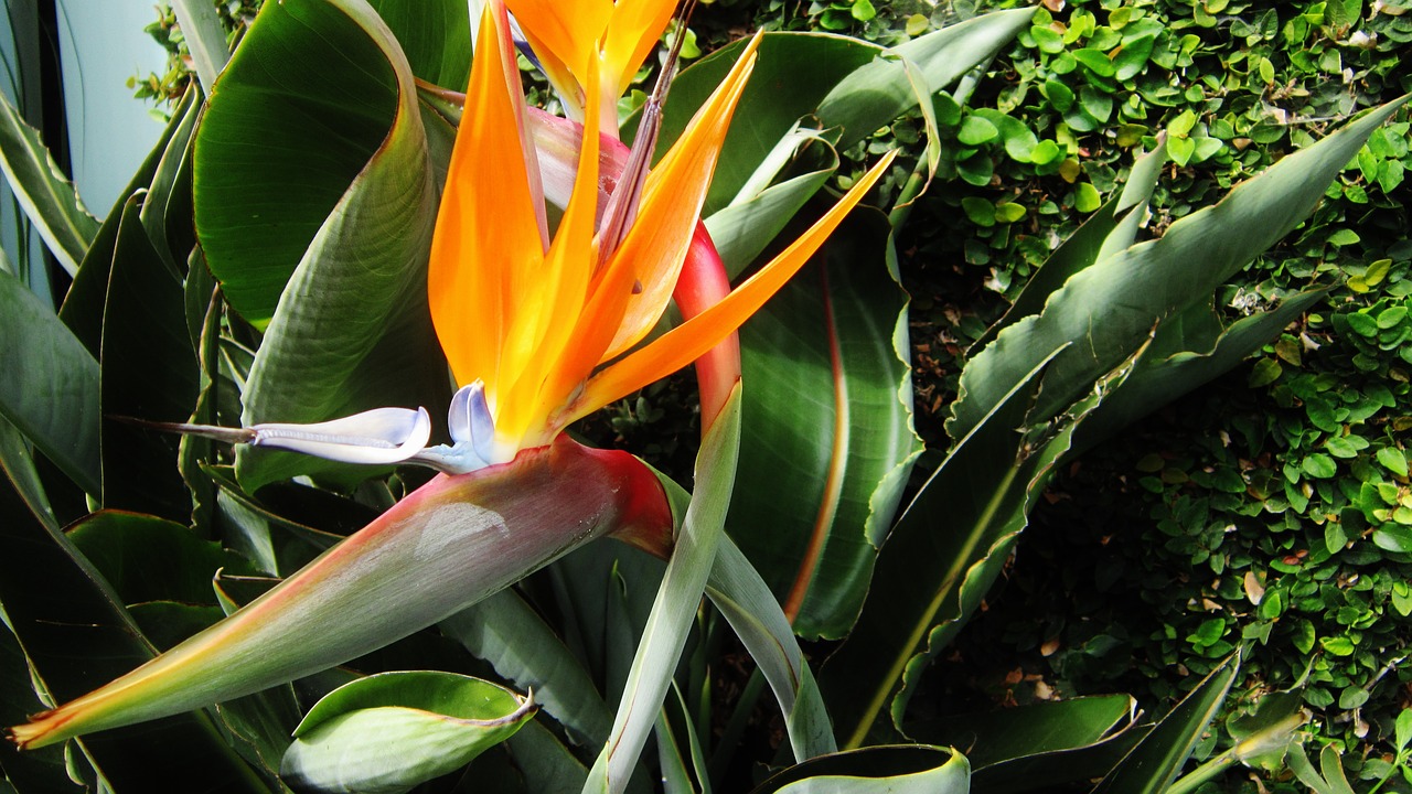 bird of paradise flower nature free photo