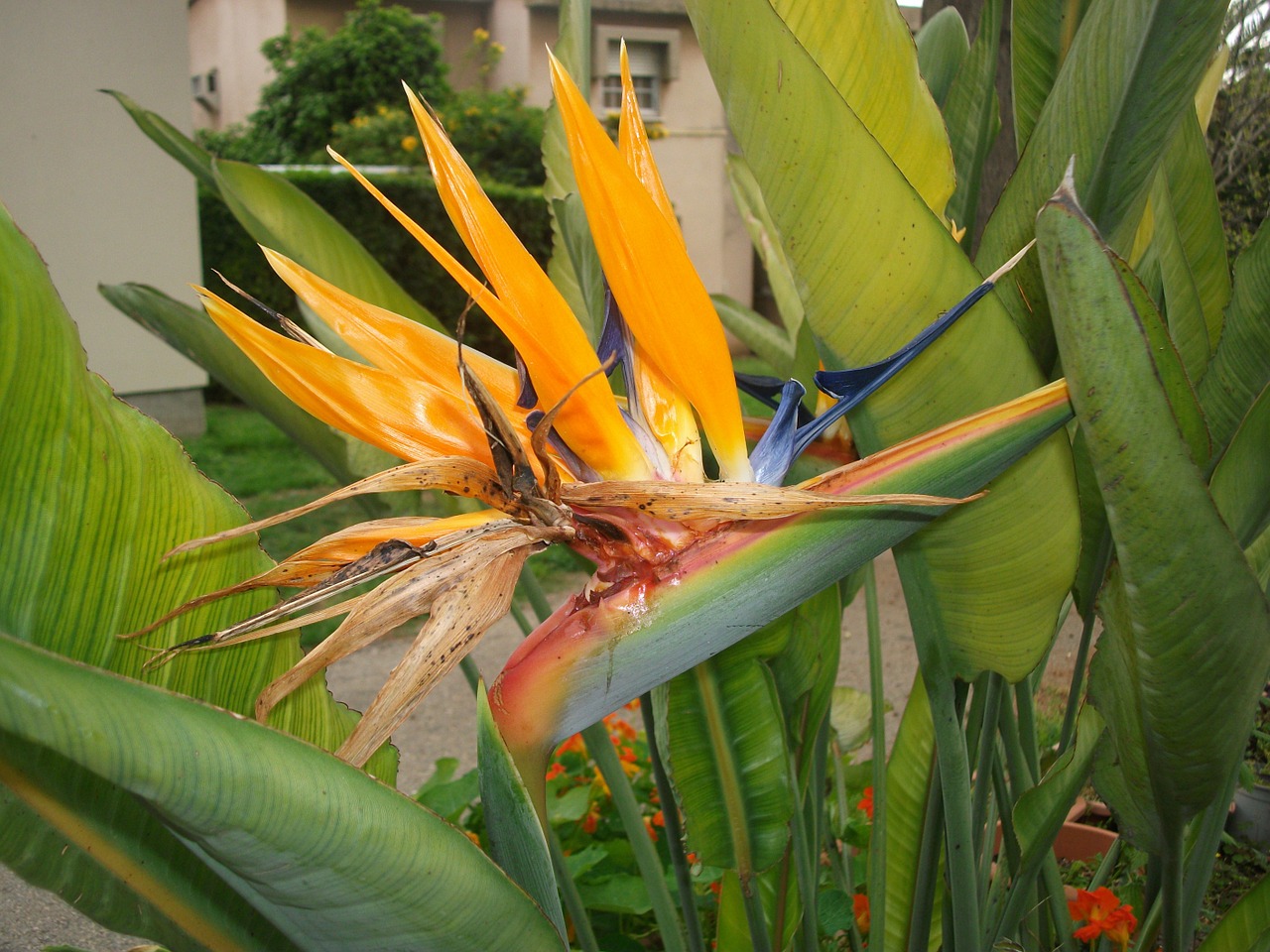 bird of paradise flower nature free photo