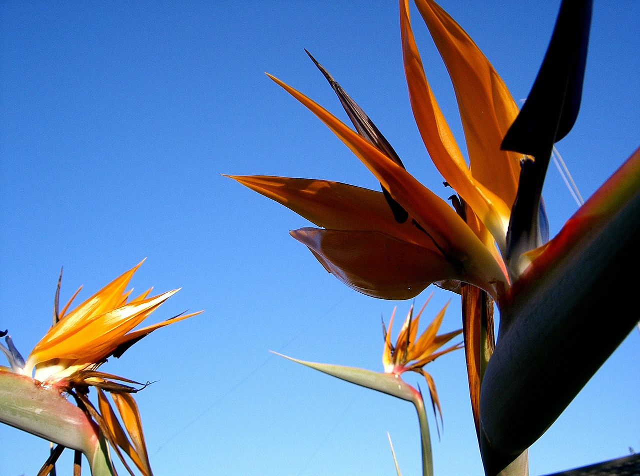 bird-of-paradise flower south africa free photo
