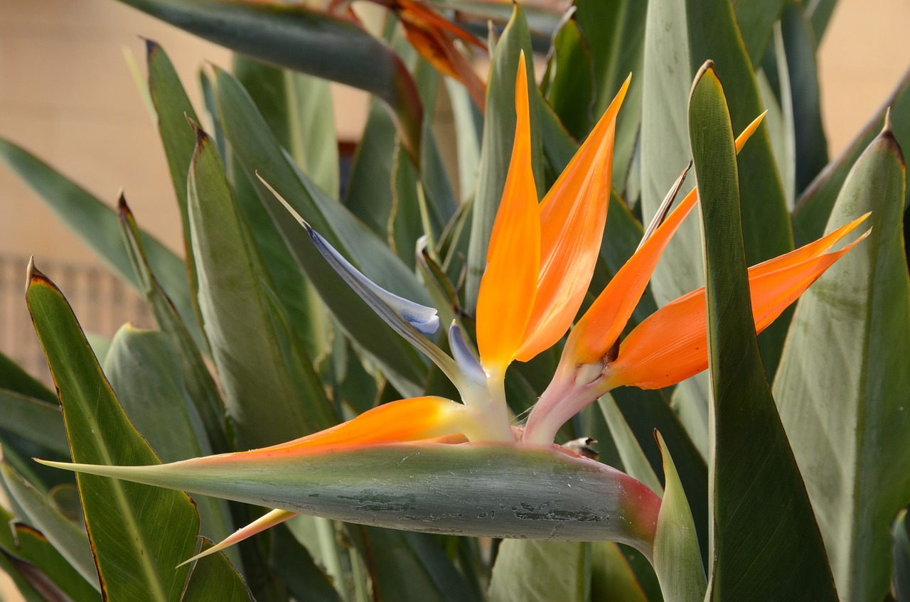 bird of paradise flower plant flower free photo