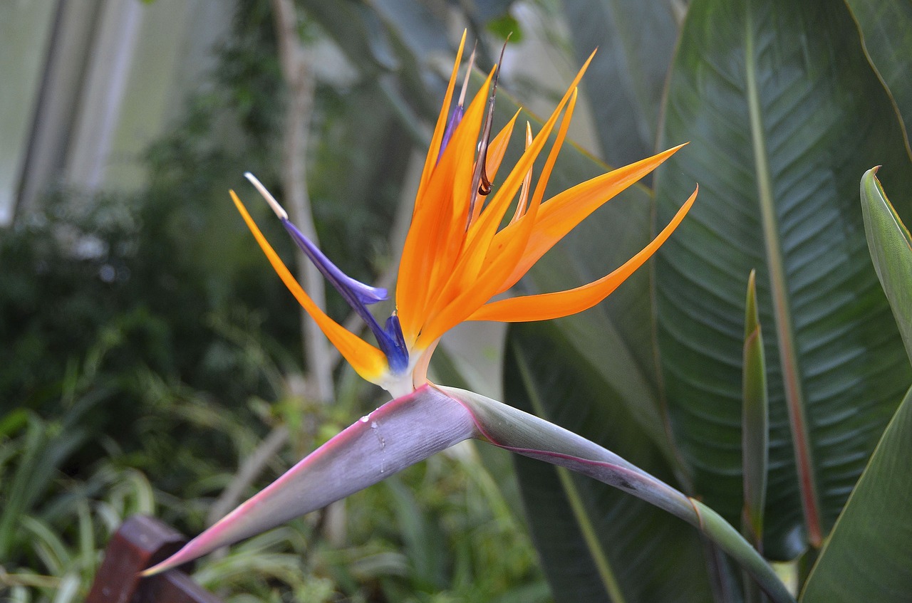 bird of paradise flower strelizie bright colours free photo