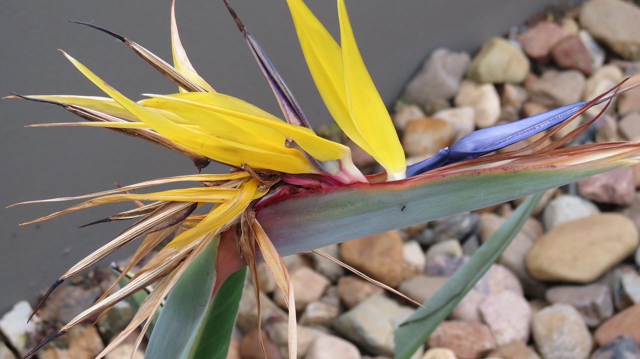 bird of paradise flower tropical plant free photo