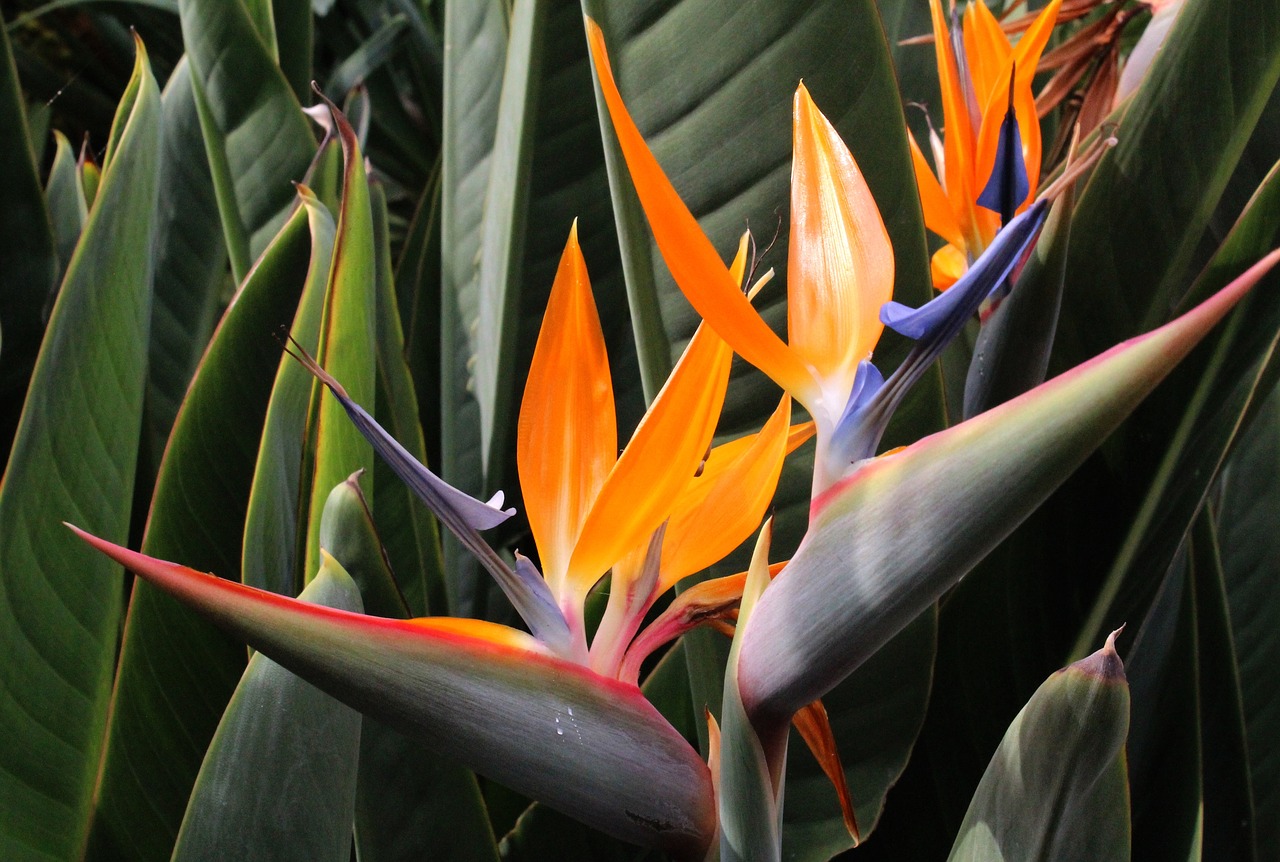 bird of paradise flower flora exotic free photo