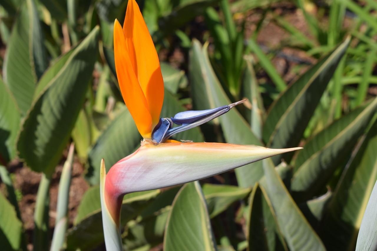 bird of paradise flower  blossom  bloom free photo