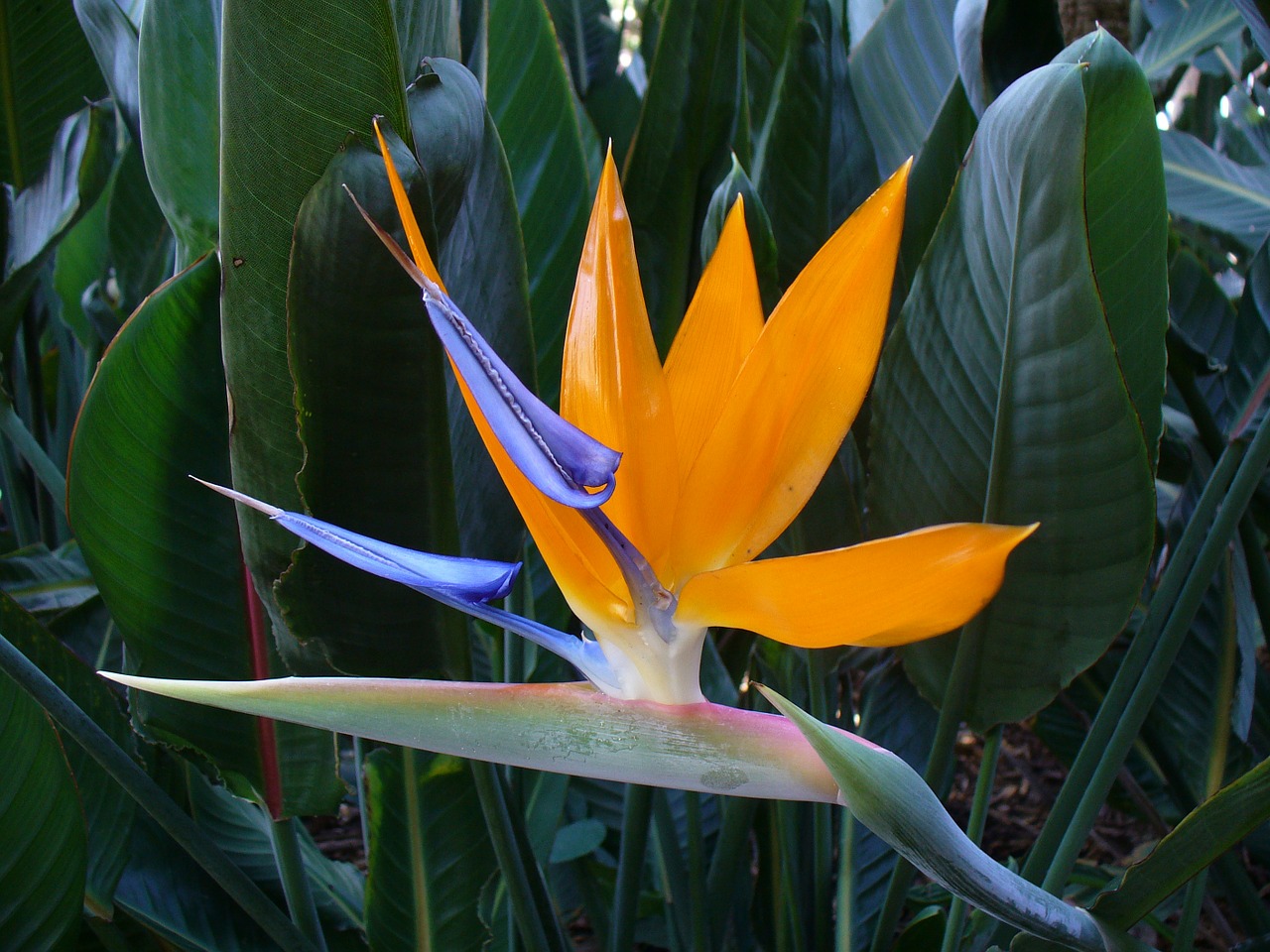 bird of paradise flower bloom colorful free photo