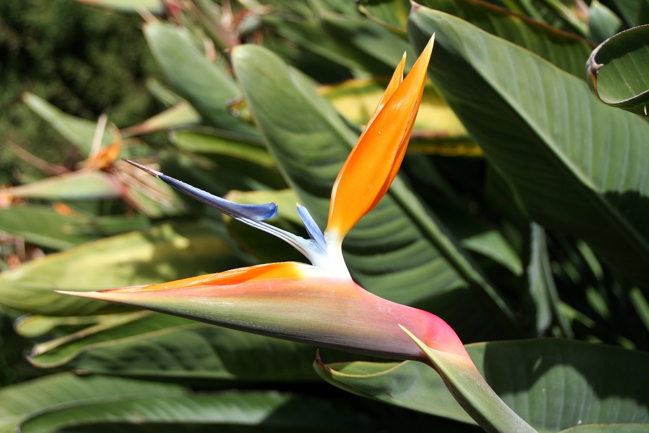 bird of paradise flower caudata exotic free photo