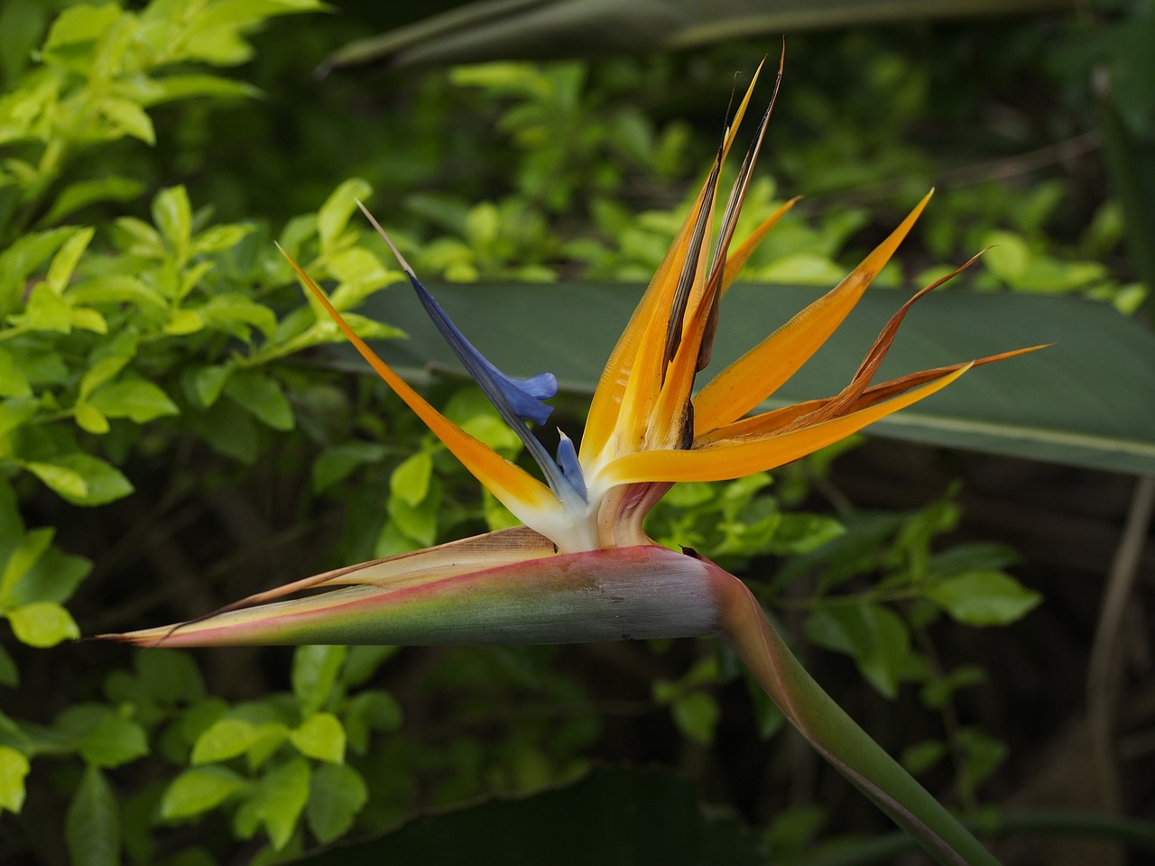 bird of paradise flower flowers bloom free photo