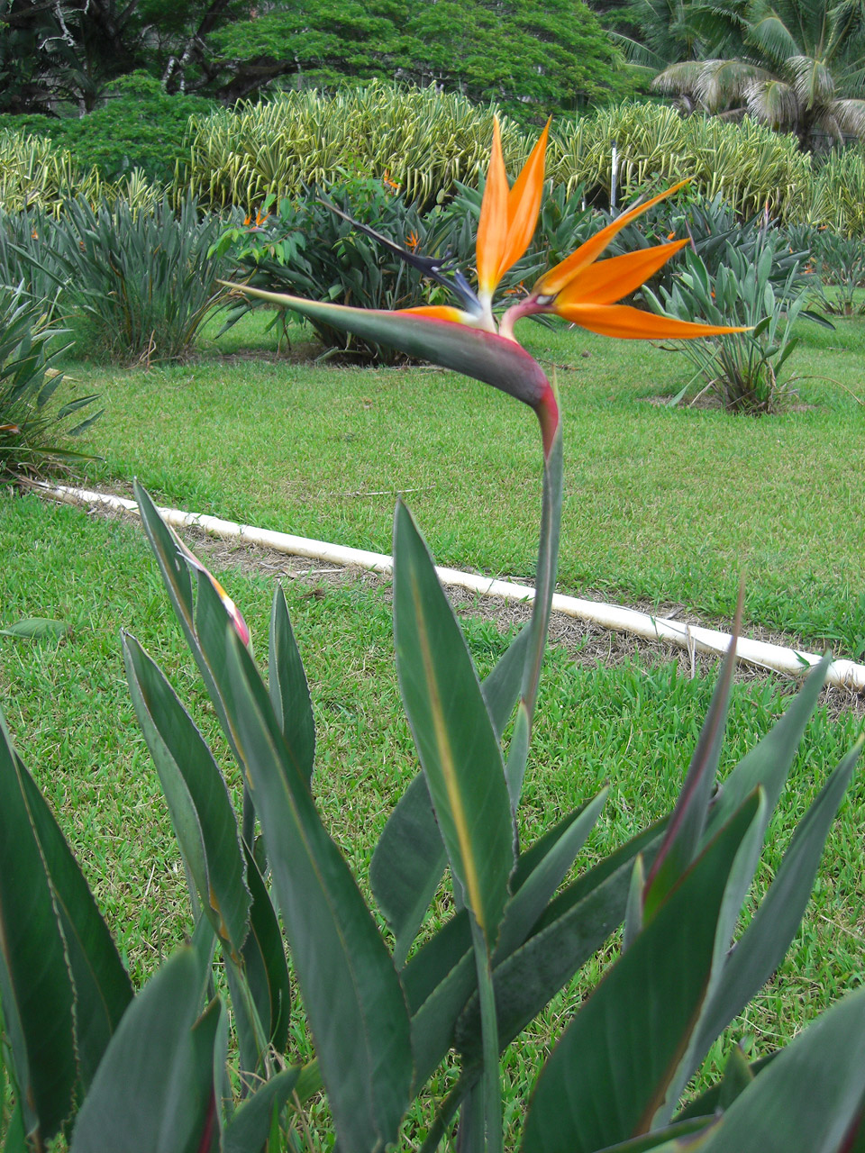 bird flower strelitzia free photo