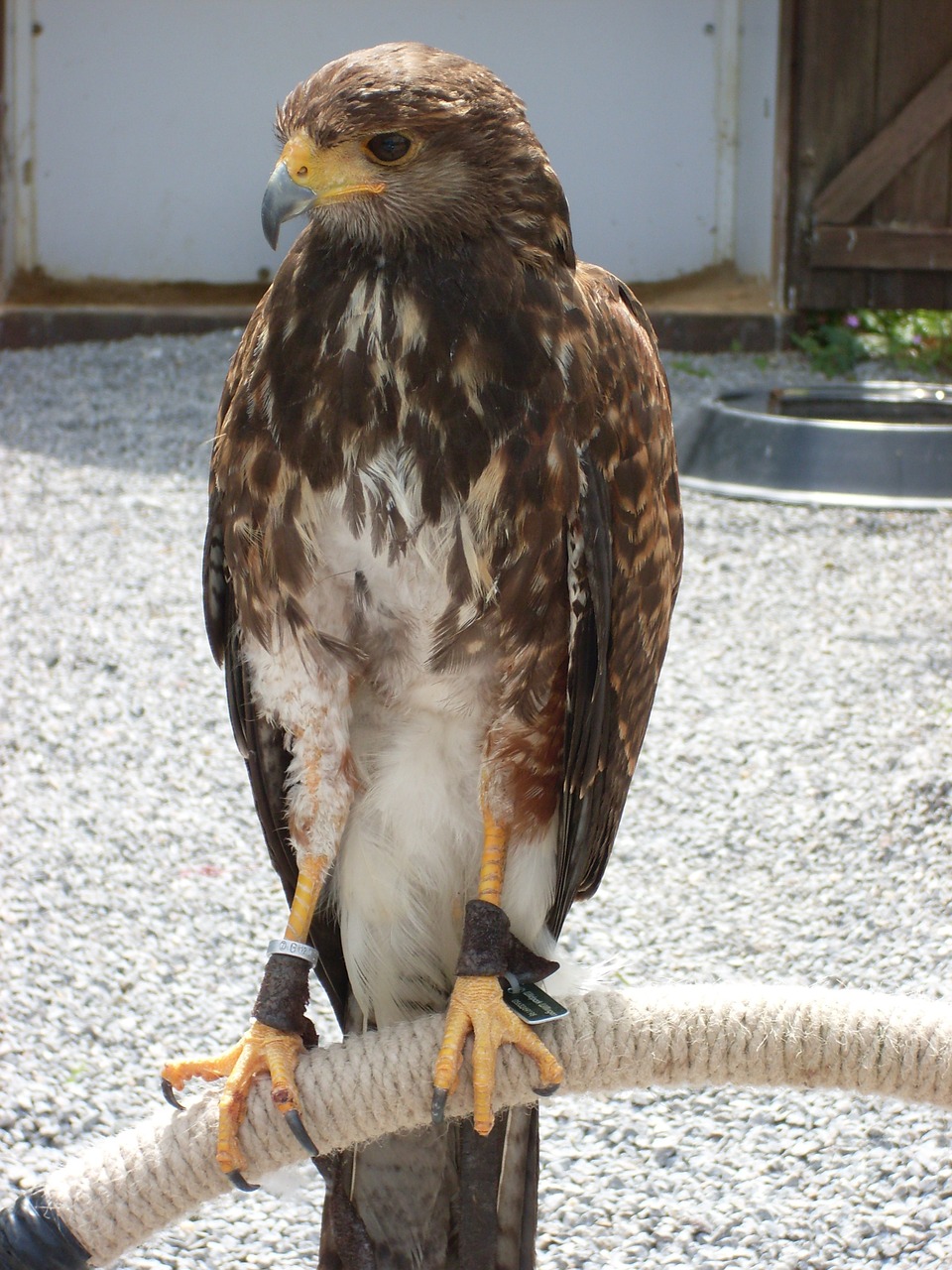 bird of prey falcon caught free photo