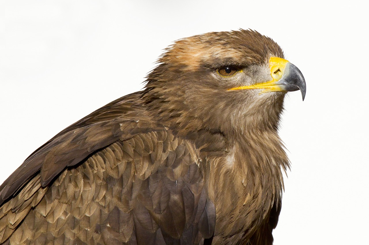 bird of prey steenarend eagle free photo