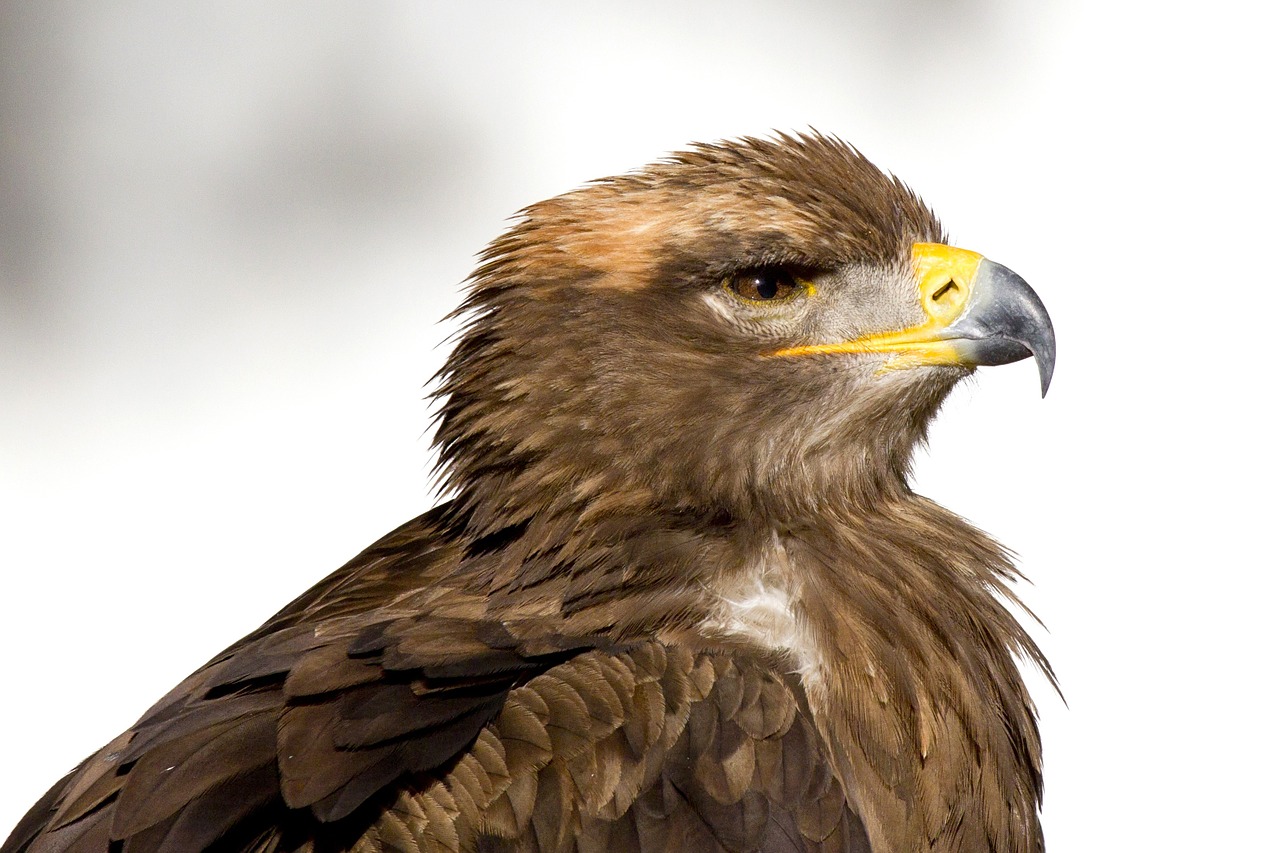 bird of prey steenarend eagle free photo