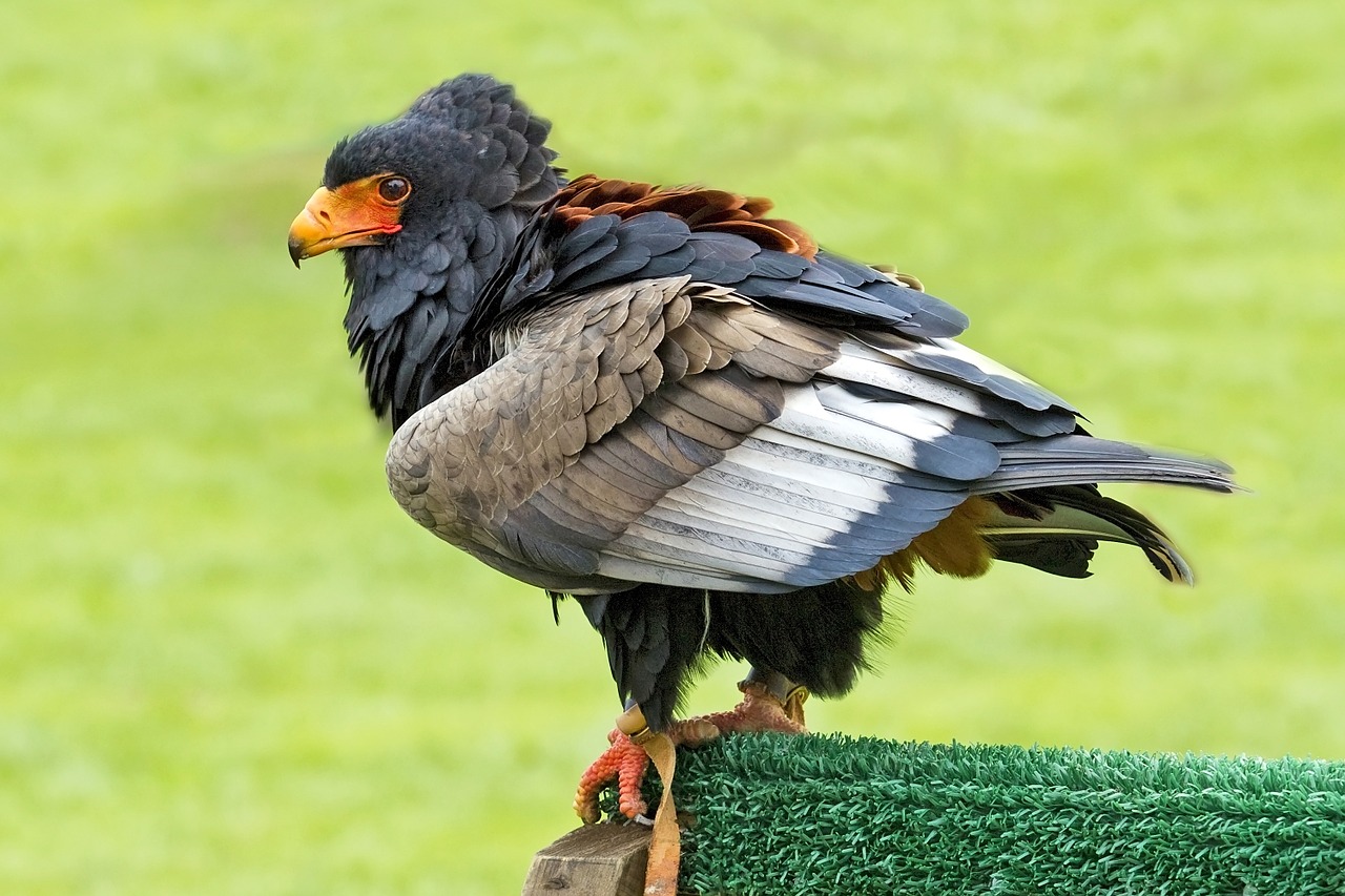 bird of prey bateleur eagle eagle free photo