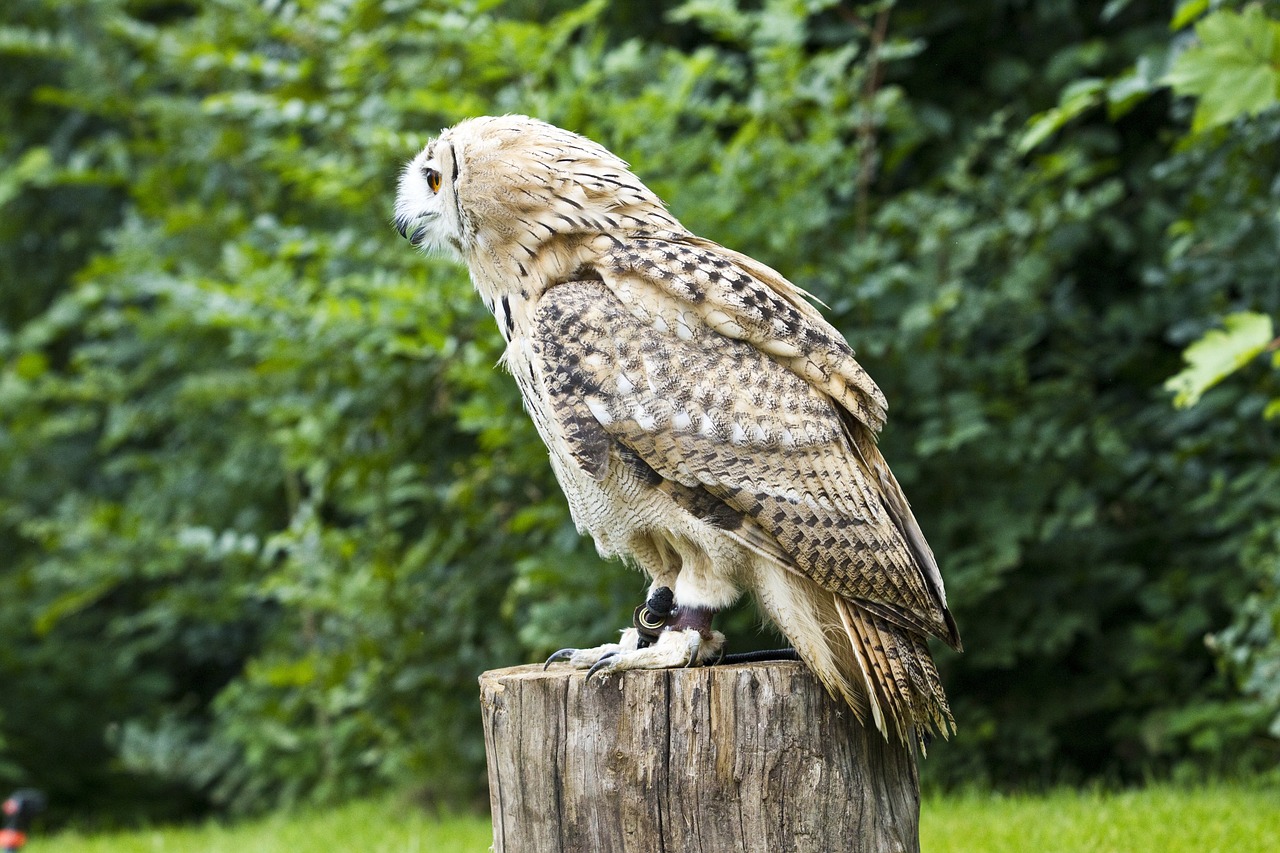 bird of prey owl bird free photo