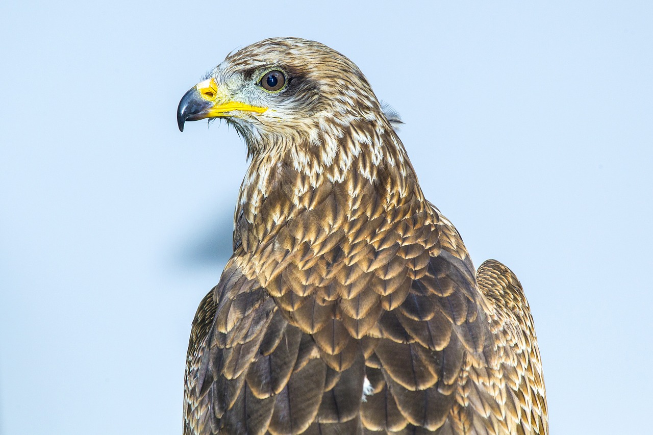 bird of prey kite bird free photo