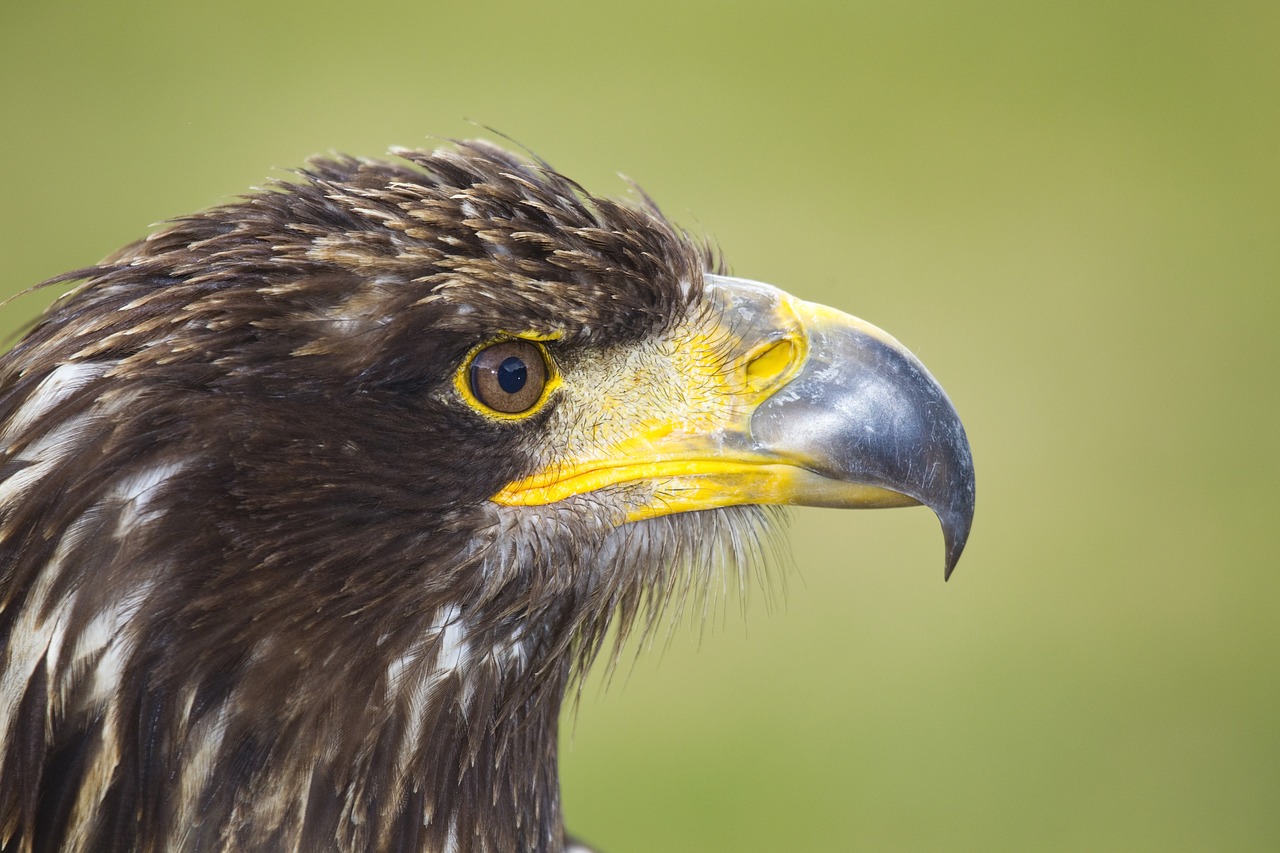 bird of prey eagle bird free photo