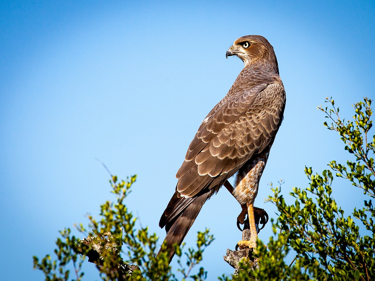 bird of prey falcon raptor free photo