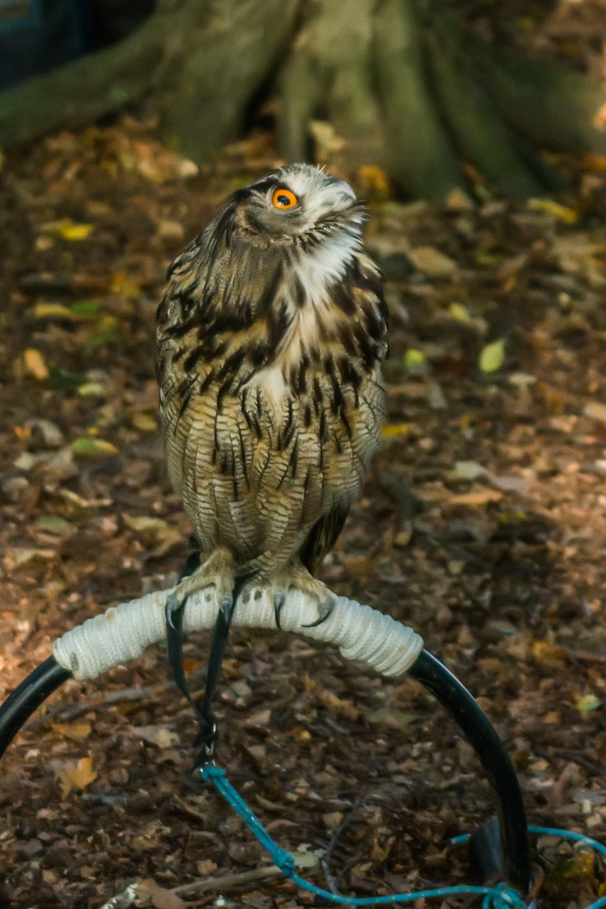 bird of prey nature bird free photo