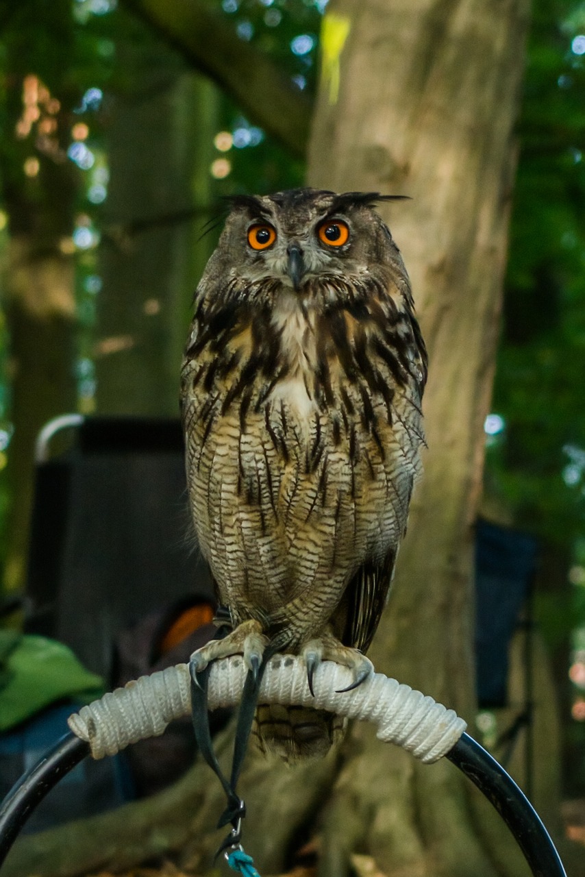 bird of prey nature bird free photo