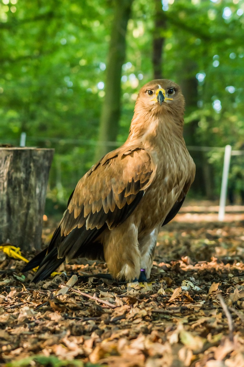 bird of prey nature bird free photo