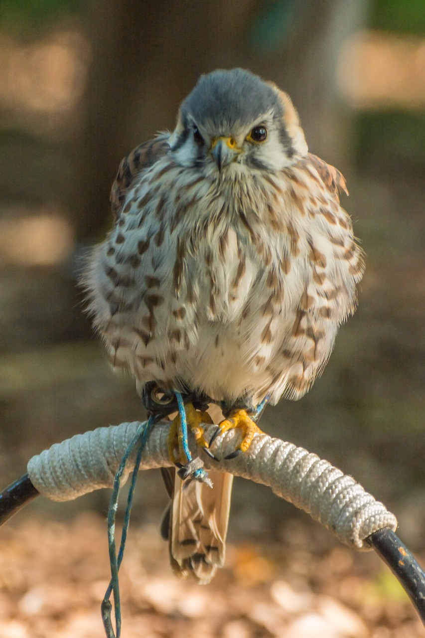 bird of prey nature bird free photo