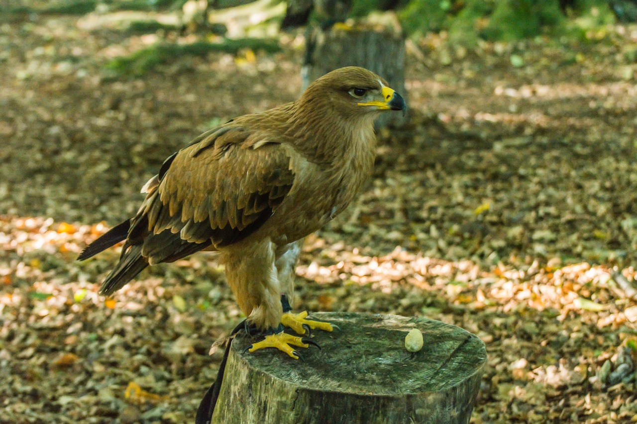 bird of prey nature bird free photo