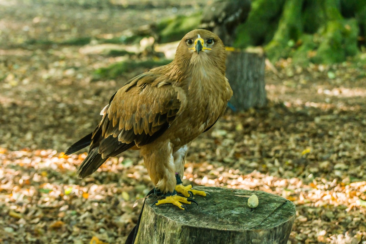 bird of prey nature bird free photo