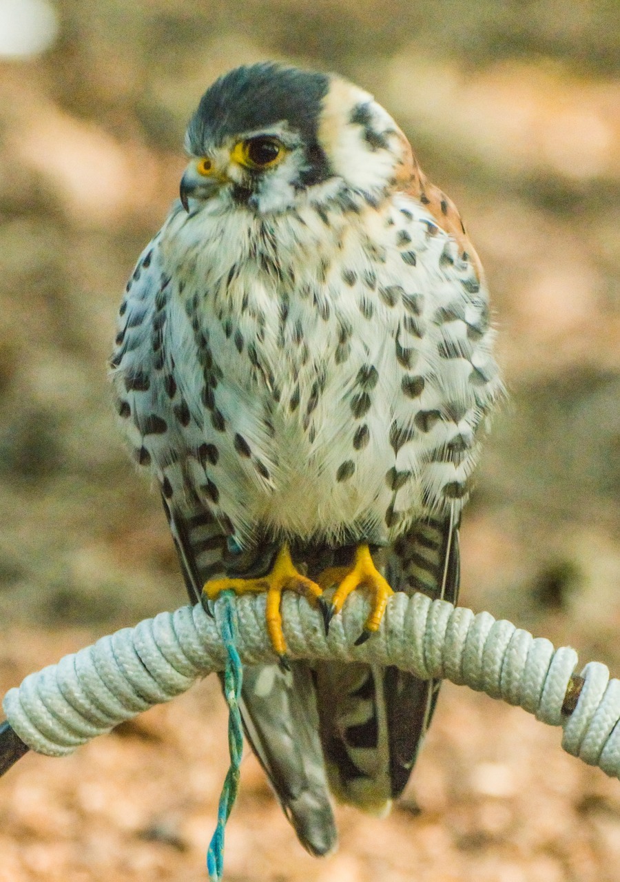 bird of prey nature bird free photo