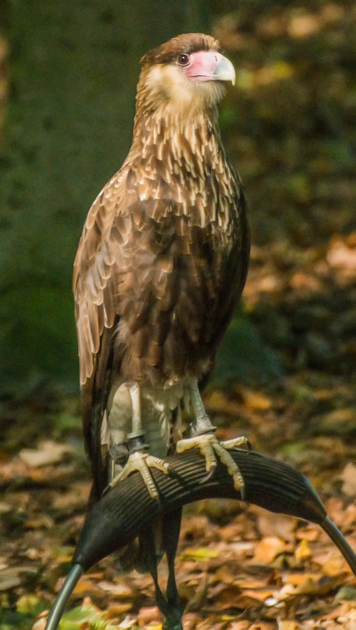 bird of prey nature bird free photo