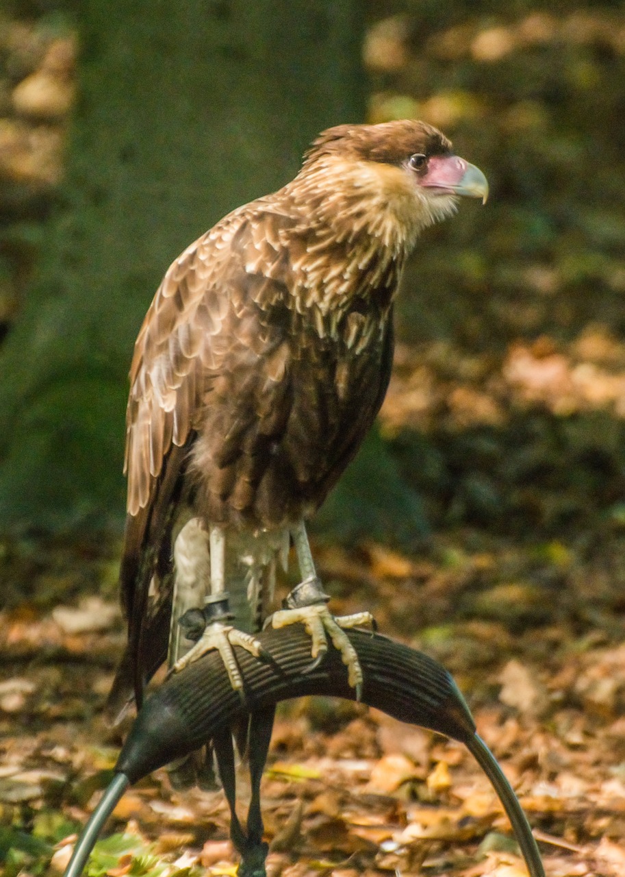 bird of prey nature bird free photo