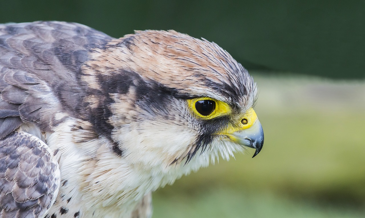 bird of prey bird wildlife free photo