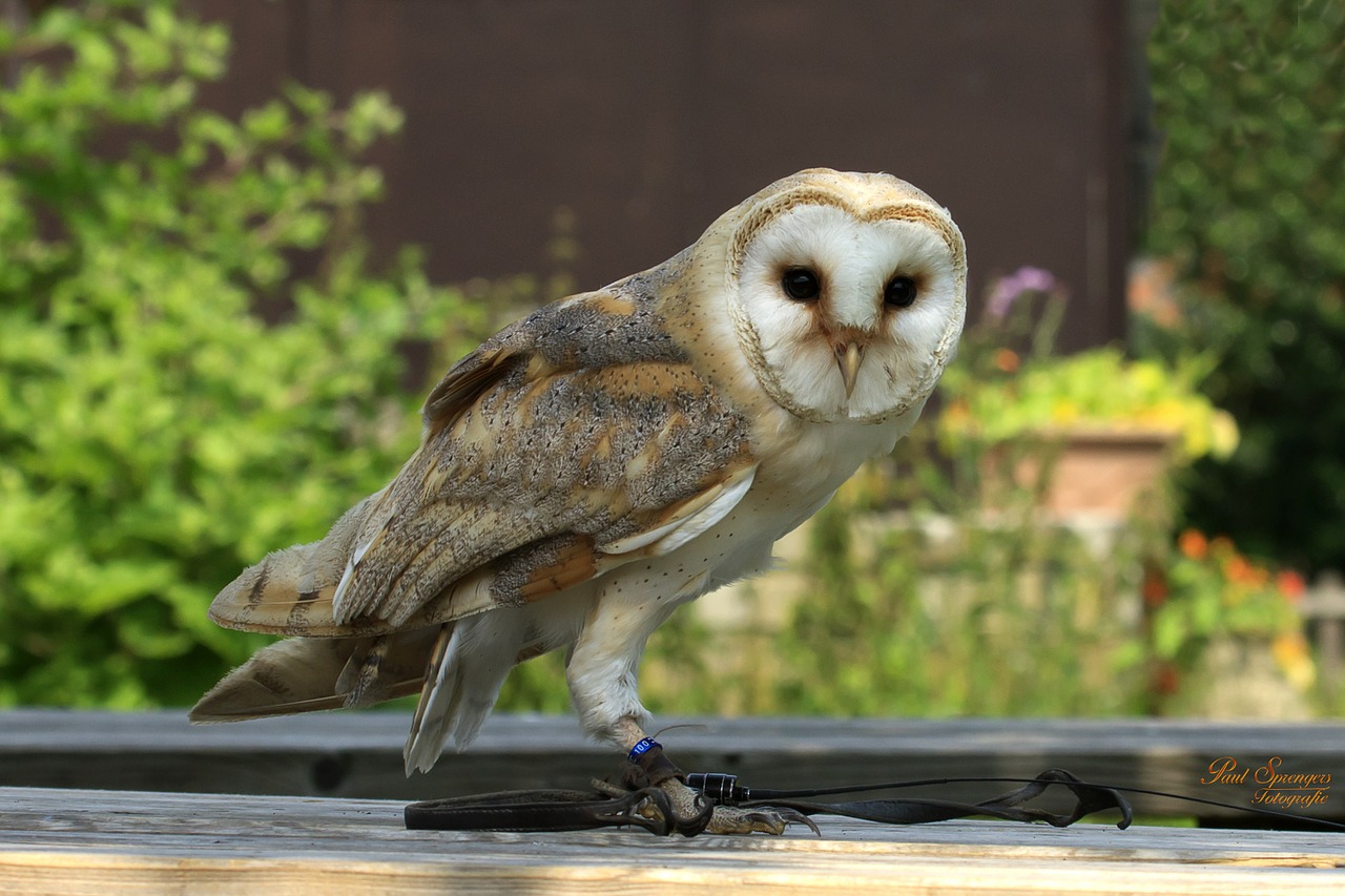 bird of prey birds nature free photo