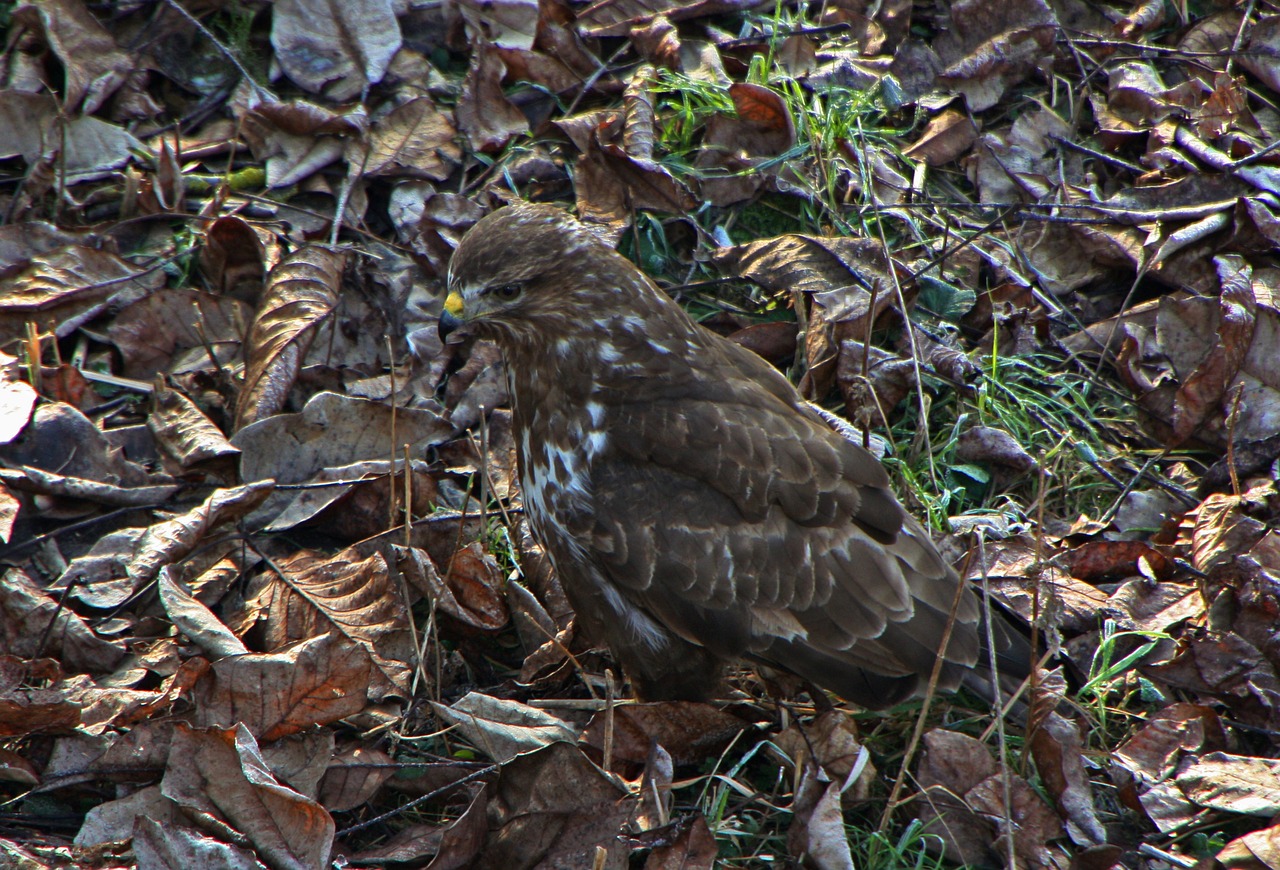 bird of prey leaves bird free photo