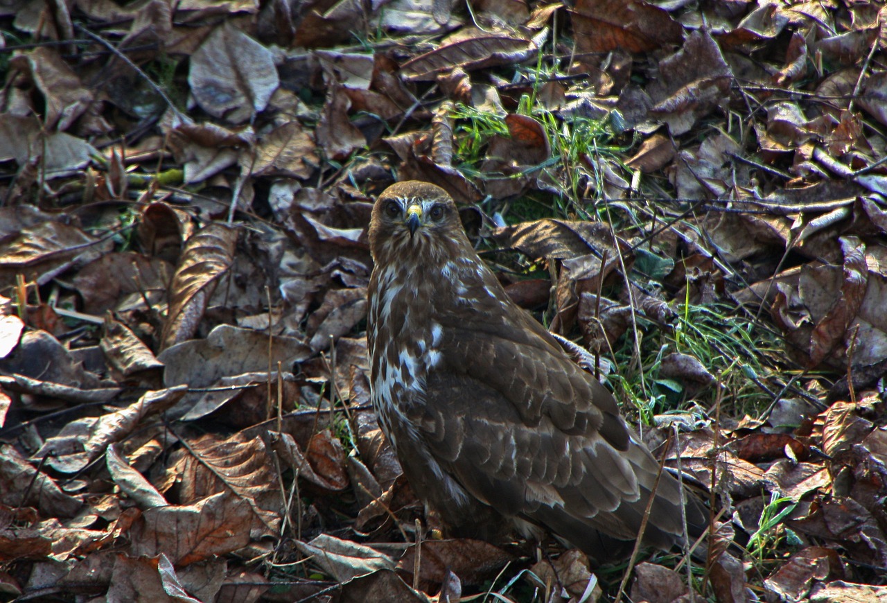 bird of prey leaves bird free photo