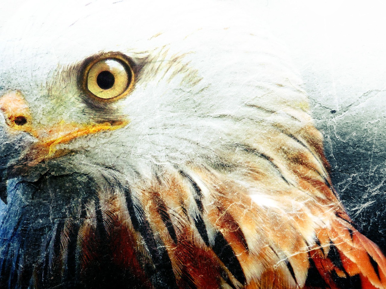 bird of prey eye animal free photo