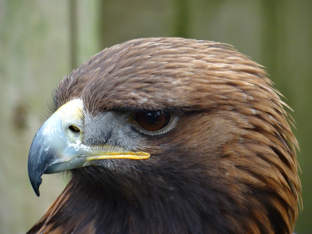 bird of prey golden eagle york bird of prey centre free photo