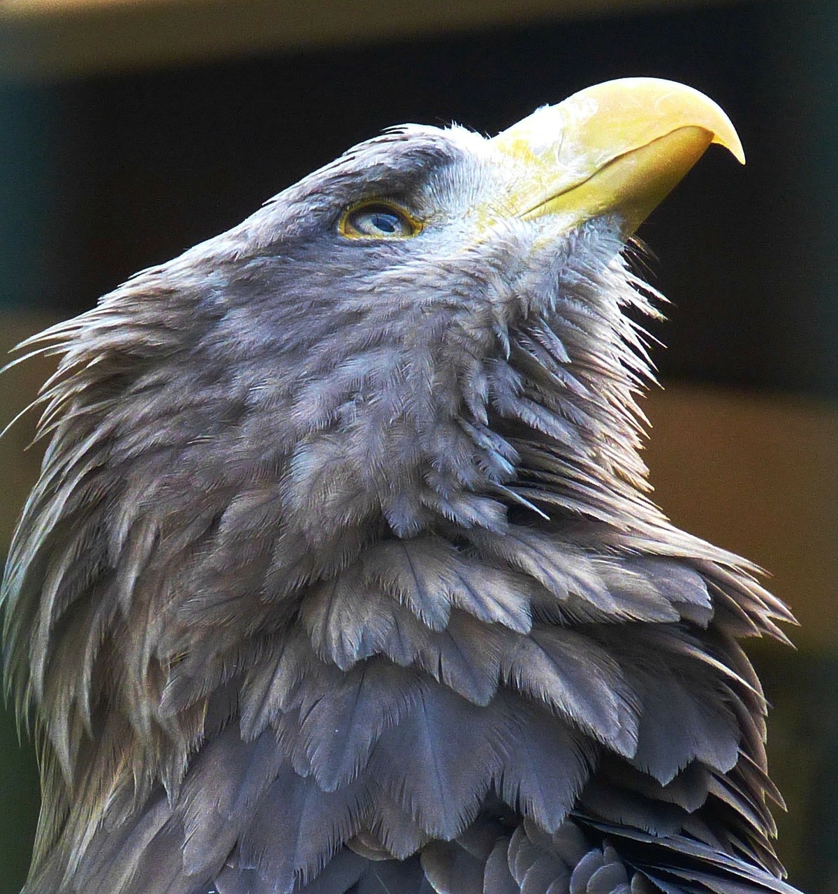 bird of prey bird raptor free photo