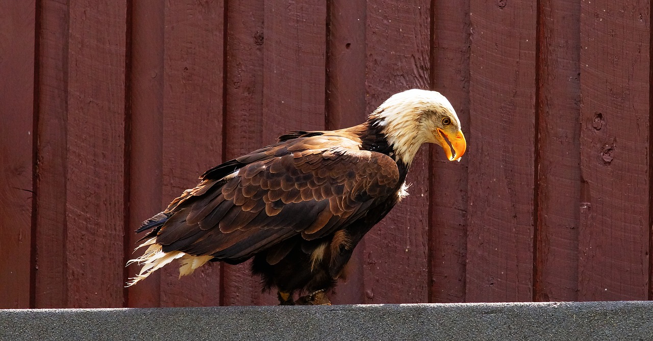 bird of prey raptor bald eagle free photo