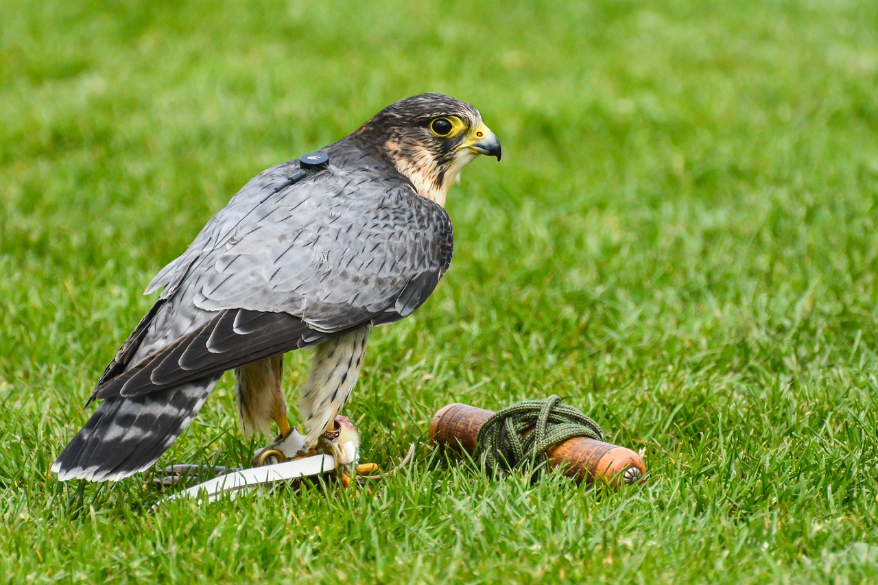 bird of prey falcon peregrine free photo